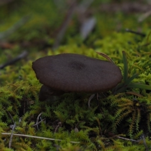 zz agaric (stem; gills not white/cream) at Latham, ACT - 18 Jul 2020