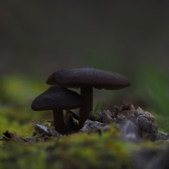 zz agaric (stem; gills not white/cream) at Latham, ACT - 18 Jul 2020