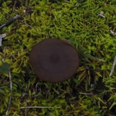 zz agaric (stem; gills not white/cream) at Latham, ACT - 18 Jul 2020