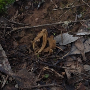 zz coralloid at Latham, ACT - 15 Jul 2020