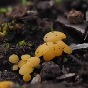 Phaeohelotium (Discinella terrestris aggregate) at Latham, ACT - 10 Jul 2020 12:02 PM