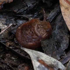 Aleurina sp. at Umbagong District Park - 12 Jul 2020 by Caric