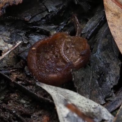 Aleuria sp. (genus) (An Orange peel fungus) at Macgregor, ACT - 12 Jul 2020 by Caric