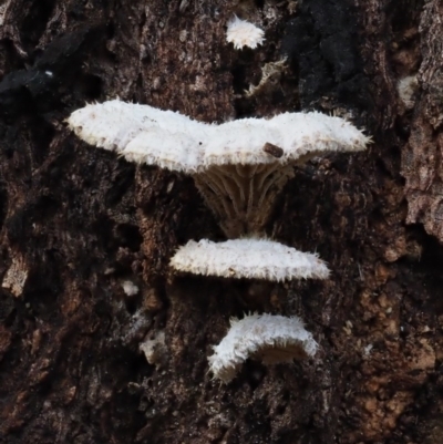 Schizophyllum commune (Split Gill Fungus) at Latham, ACT - 11 Jul 2020 by Caric