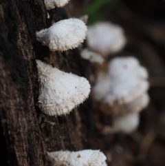 Schizophyllum commune at Latham, ACT - 11 Jul 2020 04:23 PM