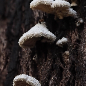 Schizophyllum commune at Latham, ACT - 11 Jul 2020 04:23 PM