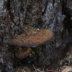 Phellinus sp. (non-resupinate) (A polypore) at Umbagong District Park - 18 Jul 2020 by Caric