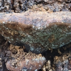 Phellinus sp. (non-resupinate) at Latham, ACT - 18 Jul 2020