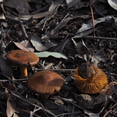 Cortinarius sp. (Cortinarius) at Umbagong District Park - 18 Jul 2020 by Caric