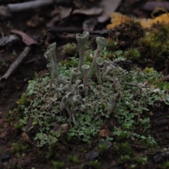 Cladonia sp. (Cup Lichen) at Latham, ACT - 12 Jul 2020 by Caric