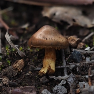 Cortinarius sp. at Latham, ACT - 12 Jul 2020 02:29 PM