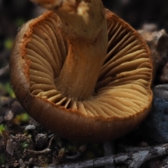 Cortinarius sp. at Latham, ACT - 12 Jul 2020