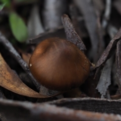 Cortinarius sp. at Latham, ACT - 12 Jul 2020 02:29 PM