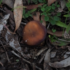 Cortinarius sp. at Latham, ACT - 12 Jul 2020 02:29 PM