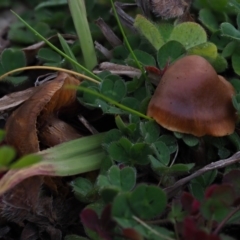 Cortinarius sp. at Latham, ACT - 12 Jul 2020