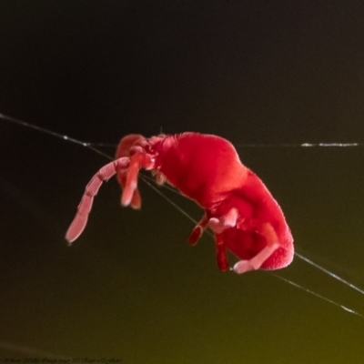 Trombidiidae (family) (Red velvet mite) at Acton, ACT - 12 Aug 2020 by Roger