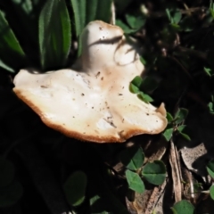 Unverified Cap on a stem; gills below cap [mushrooms or mushroom-like] at Umbagong District Park - 7 Jul 2020 by Caric