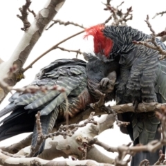 Callocephalon fimbriatum (Gang-gang Cockatoo) at Chifley, ACT - 12 Aug 2020 by redsnow