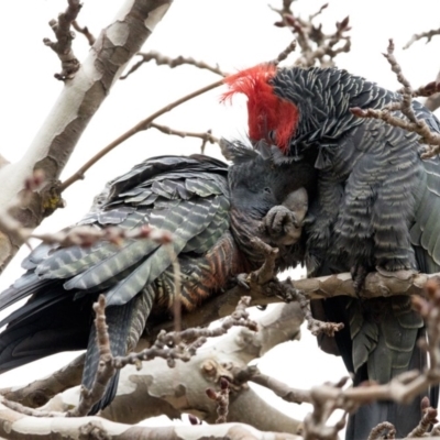 Callocephalon fimbriatum (Gang-gang Cockatoo) at Chifley, ACT - 12 Aug 2020 by redsnow