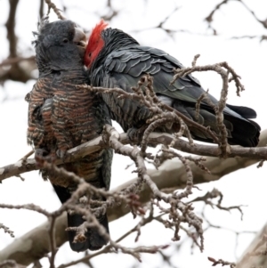 Callocephalon fimbriatum at Chifley, ACT - 12 Aug 2020