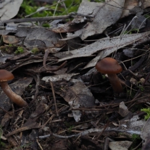 Cortinarius sp. at Macgregor, ACT - 12 Jul 2020