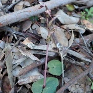 Acianthus collinus at Holt, ACT - suppressed