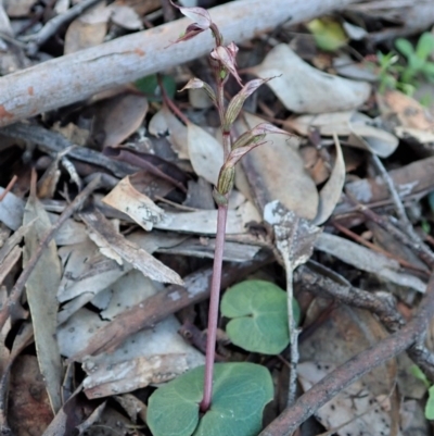 Acianthus collinus (Inland Mosquito Orchid) at Aranda Bushland - 10 Aug 2020 by CathB