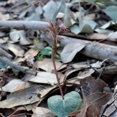 Acianthus collinus at Holt, ACT - suppressed