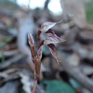 Acianthus collinus at Holt, ACT - suppressed