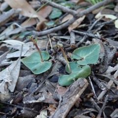 Acianthus collinus (Inland Mosquito Orchid) at Aranda Bushland - 11 Aug 2020 by CathB