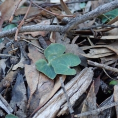 Acianthus collinus at Aranda, ACT - 11 Aug 2020