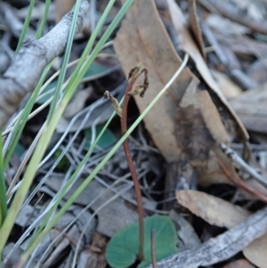 Acianthus collinus at Aranda, ACT - 11 Aug 2020