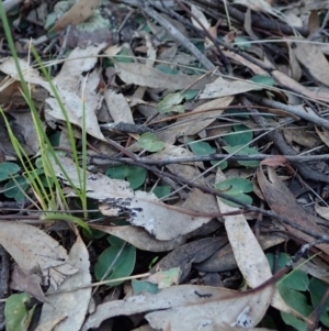 Acianthus collinus at Aranda, ACT - 11 Aug 2020