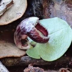 Corysanthes incurva (Slaty Helmet Orchid) at Aranda Bushland - 10 Aug 2020 by CathB