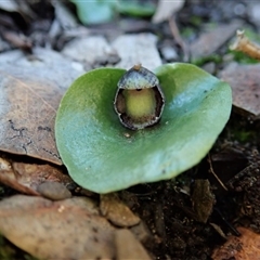 Corysanthes incurva at suppressed - 10 Aug 2020