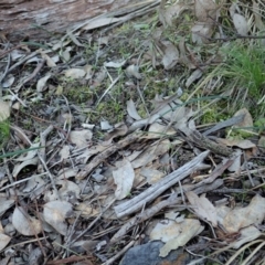 Lyperanthus suaveolens (Brown Beaks) at Point 4081 - 10 Aug 2020 by CathB