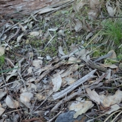 Lyperanthus suaveolens (Brown Beaks) at Aranda, ACT - 10 Aug 2020 by CathB