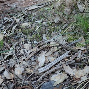 Lyperanthus suaveolens at Point 4081 - 10 Aug 2020