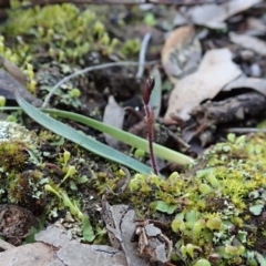 Cyanicula caerulea (Blue Fingers, Blue Fairies) at Holt, ACT - 11 Aug 2020 by CathB