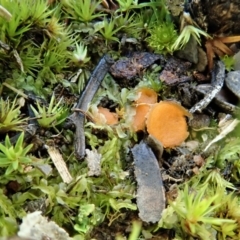 Lamprospora/Octospora/Byssonectria at Holt, ACT - 10 Aug 2020 by CathB