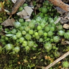 Gigaspermum repens (Moss) at Aranda Bushland - 10 Aug 2020 by CathB