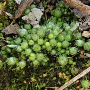 Gigaspermum repens at Holt, ACT - 10 Aug 2020