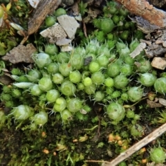 Gigaspermum repens (Moss) at Holt, ACT - 10 Aug 2020 by CathB