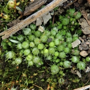 Gigaspermum repens at Holt, ACT - 10 Aug 2020