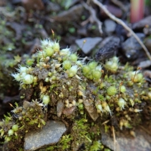 Gigaspermum repens at Holt, ACT - 10 Aug 2020