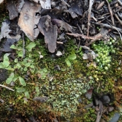 Gigaspermum repens at Holt, ACT - 10 Aug 2020