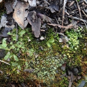 Gigaspermum repens at Holt, ACT - 10 Aug 2020