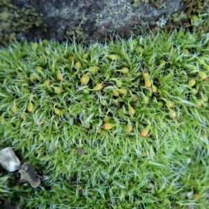Grimmia sp. at Holt, ACT - 10 Aug 2020