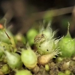 Symphypleona sp. (order) (Globular springtail) at Holt, ACT - 10 Aug 2020 by CathB