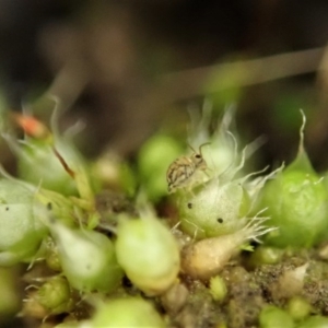 Symphypleona sp. (order) at Holt, ACT - 10 Aug 2020